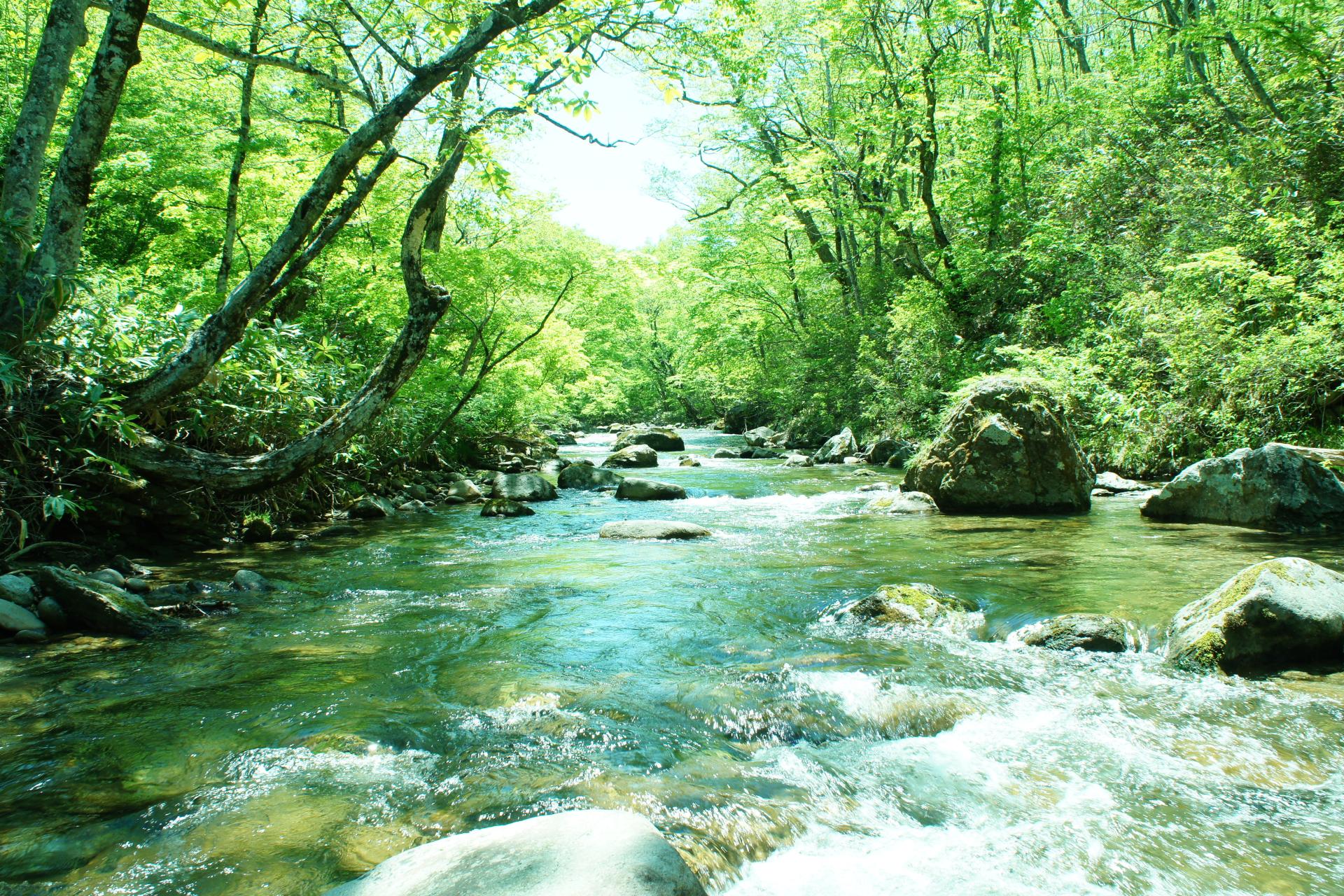 水源林のイメージ画像