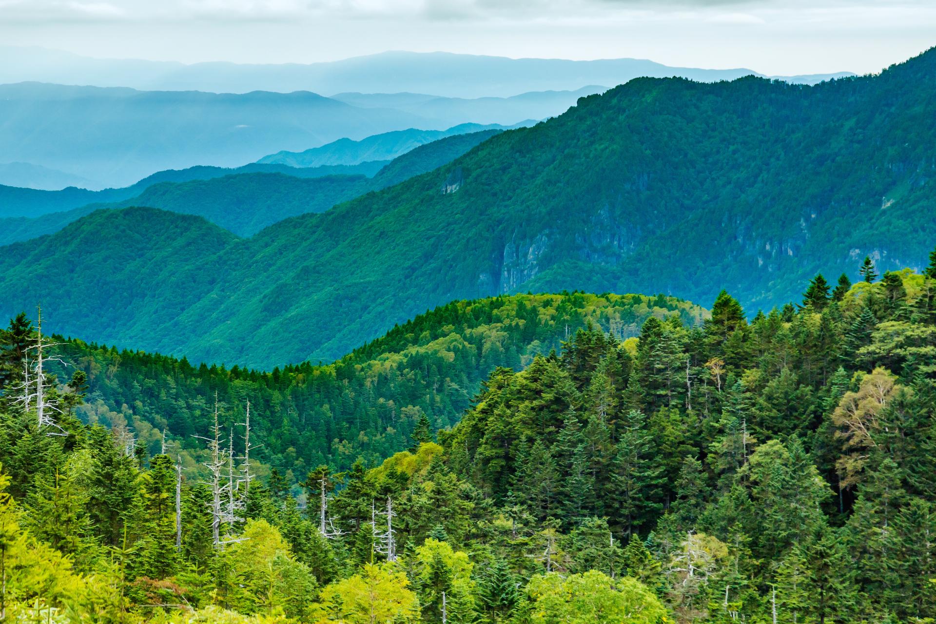 山林のイメージ画像