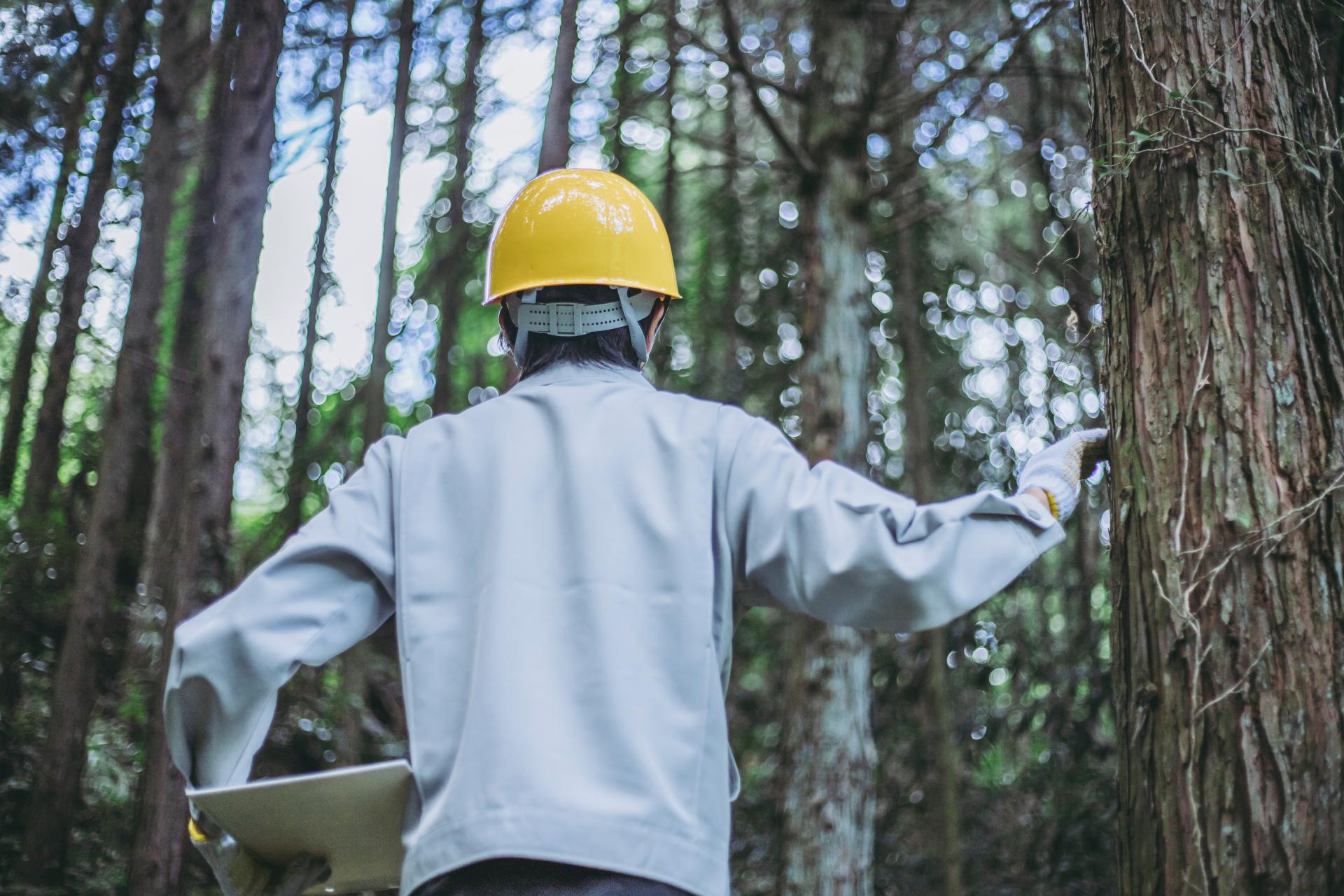 水源林造成への取り組みのイメージ画像