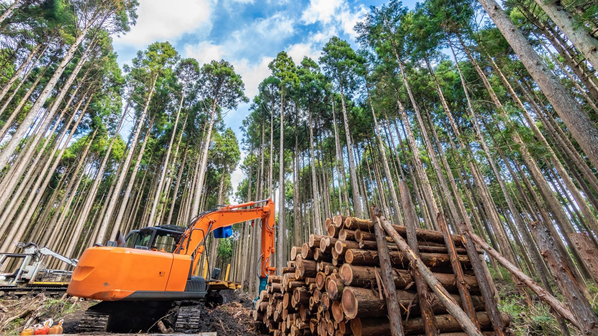 水源林造成のイメージ画像